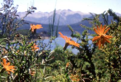 Mutisia decurrens (mutisia)